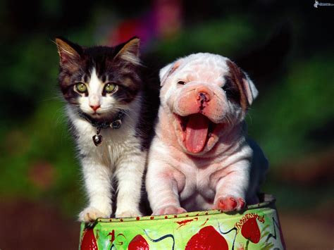 cute cat dog pics|cute cat and dog wallpaper.